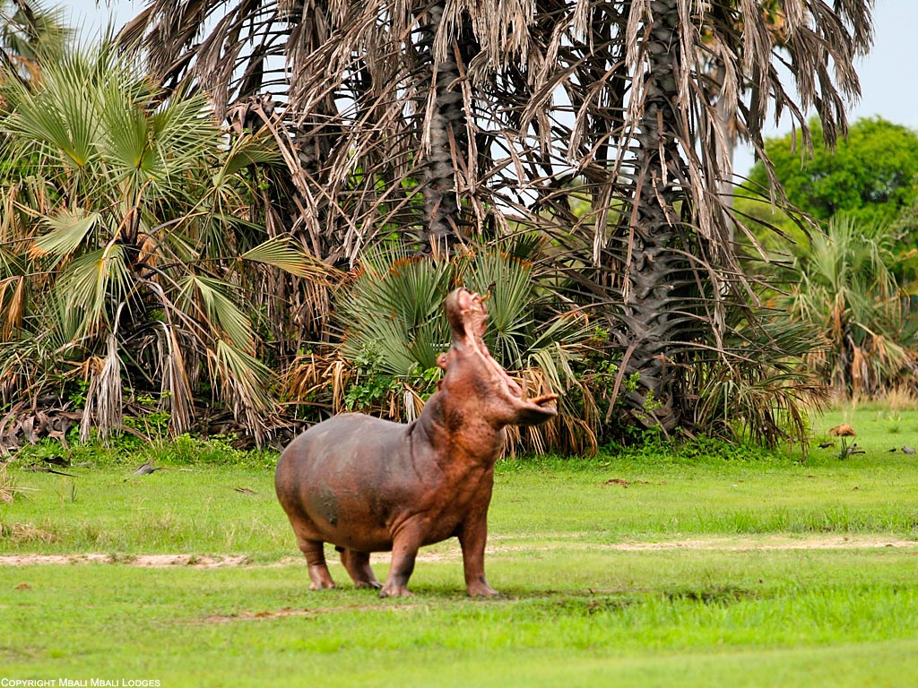 Katavi National Park